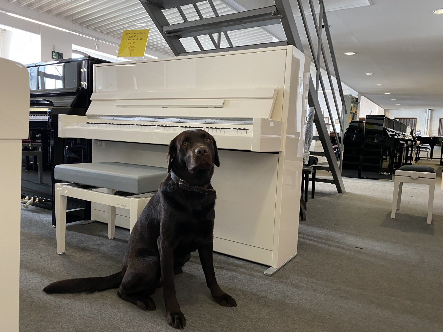 Wilhelm Schimmel W 114 Modern von 2019 in Wit glimmend